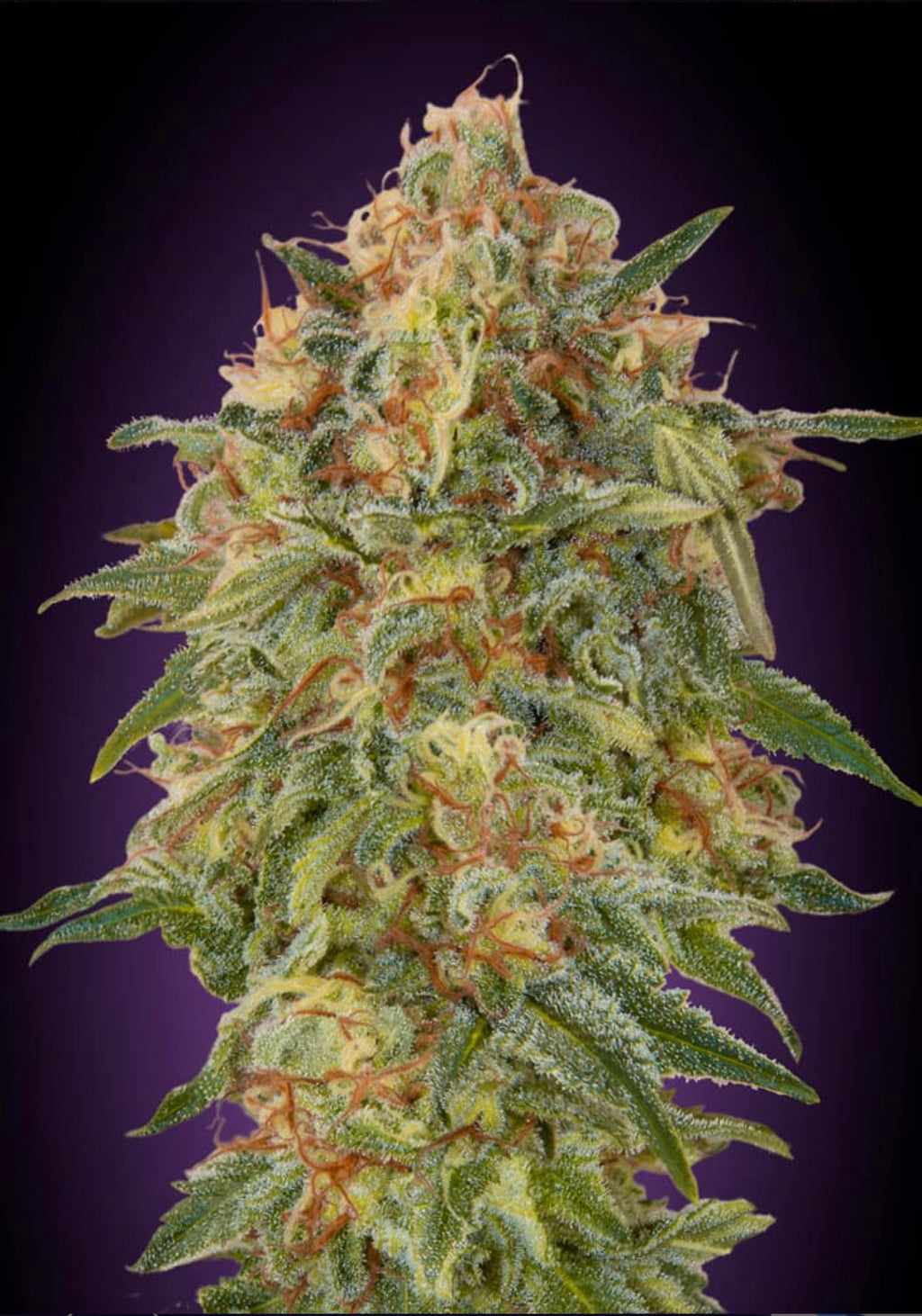 ZKITTLEZ